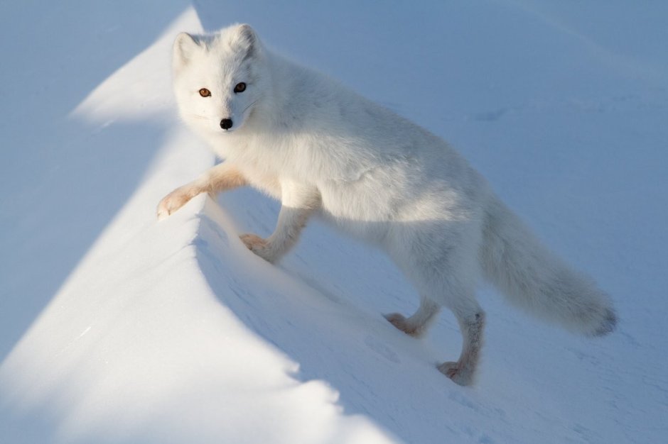 Песец красная книга
