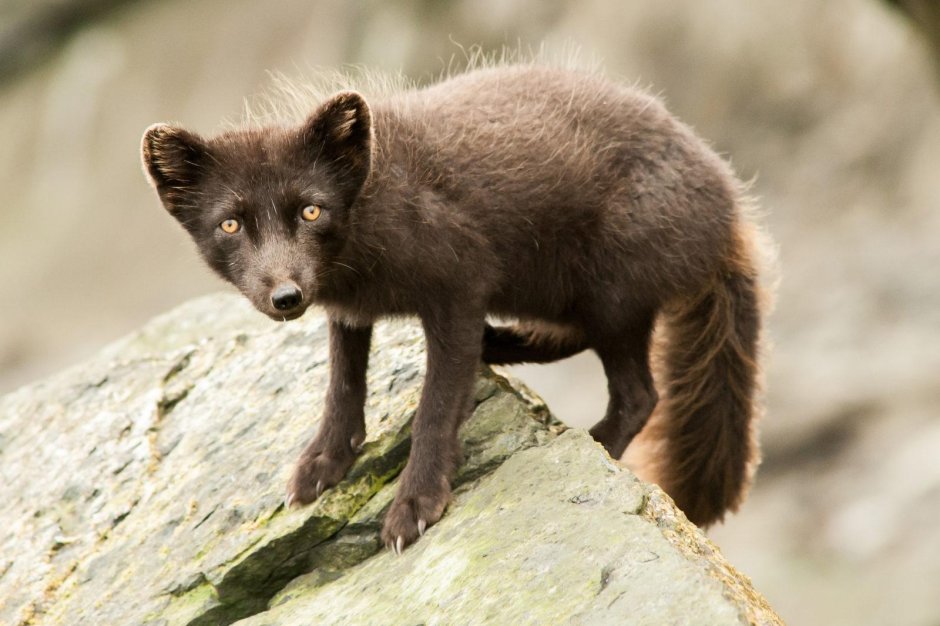Медновский голубой песец