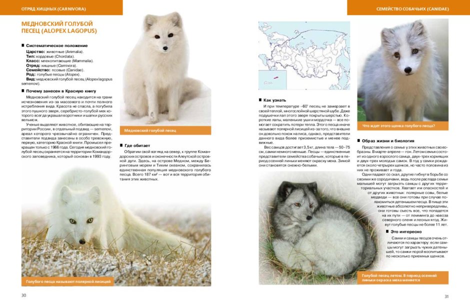 Arctic Fox Morph