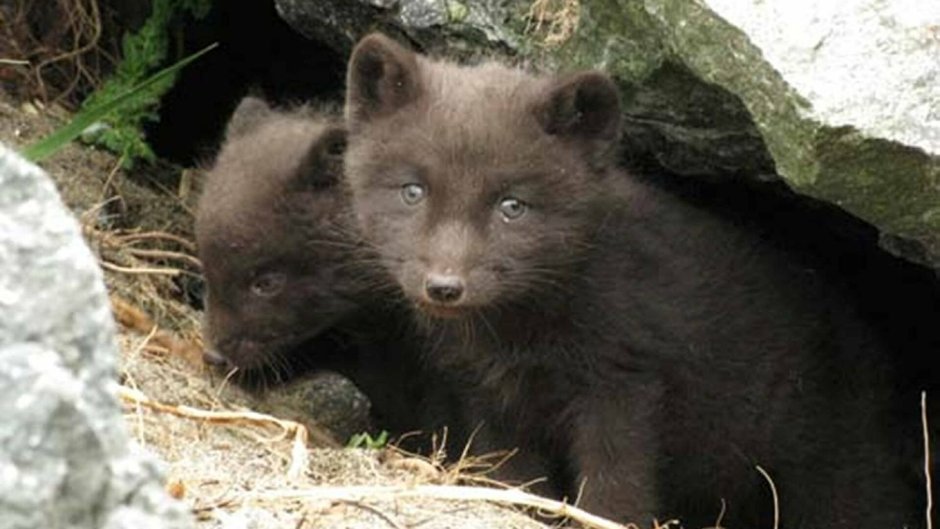 Медновский голубой песец