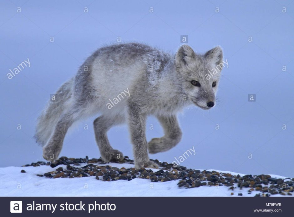 Медновский голубой песец