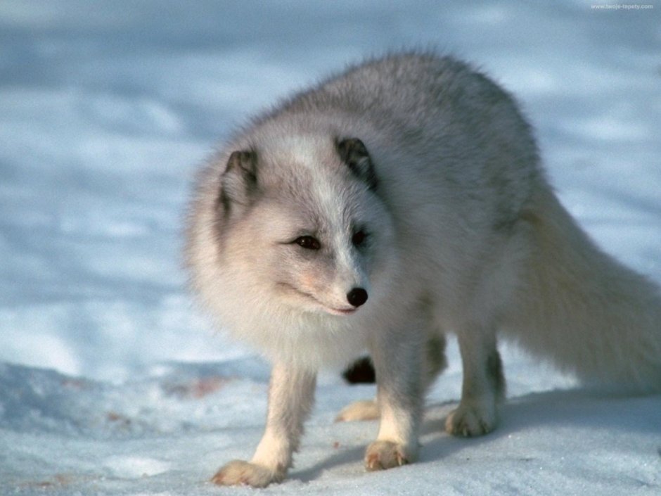 Песец Командорский (Медновский)