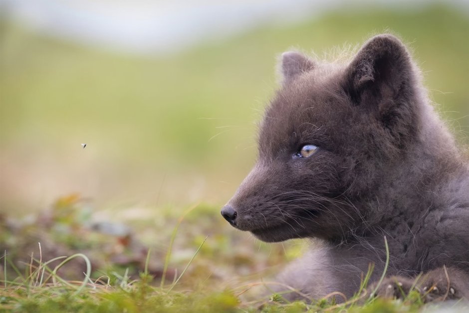 Песец в арктической пустыне