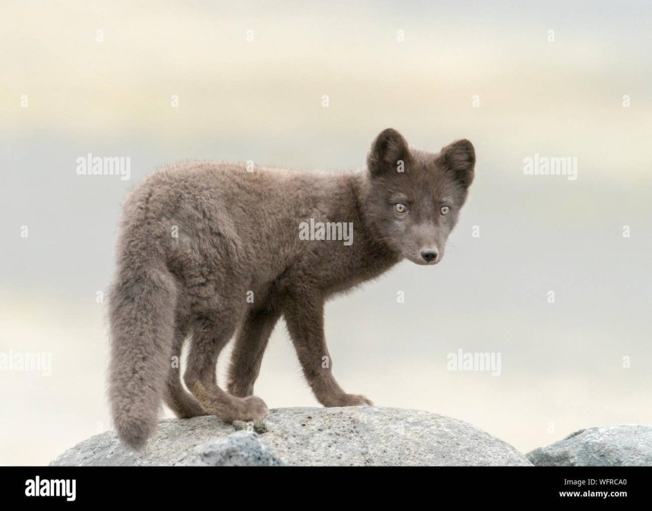 Медновский голубой песец