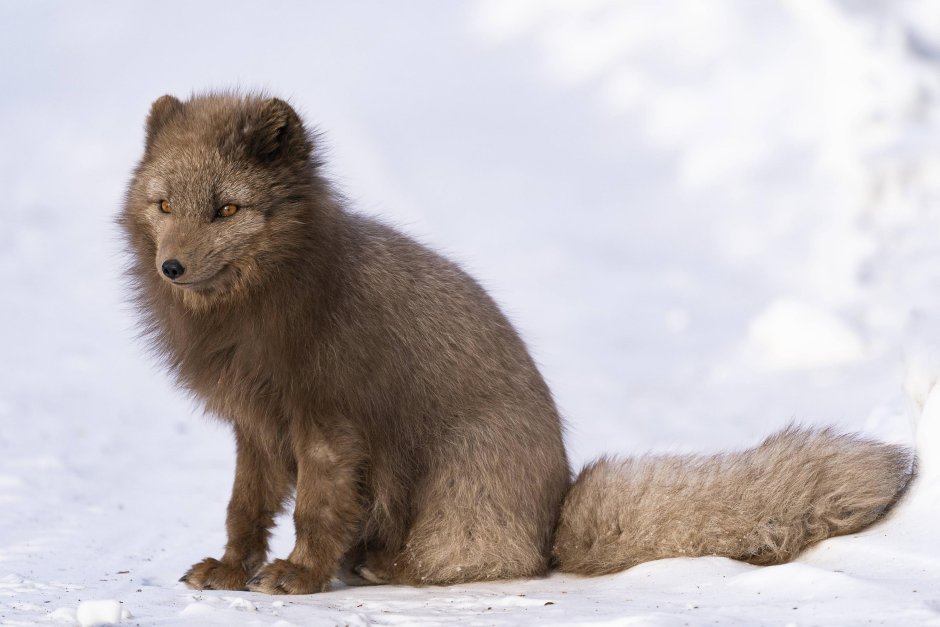 Голубой песец
