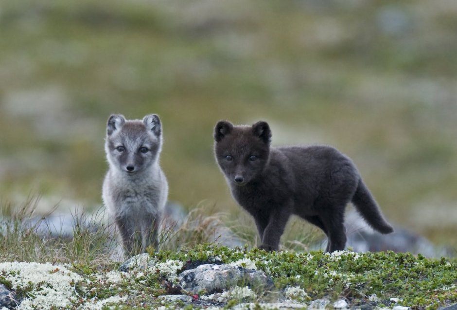 Песец Командорский (Медновский)