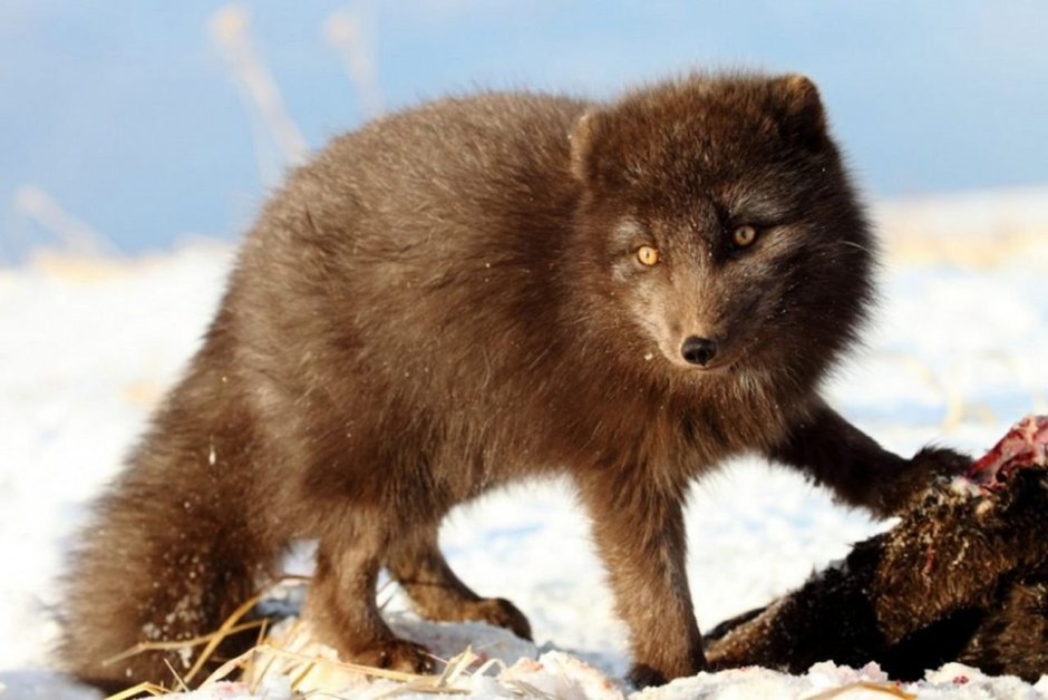 Фото Медновский песец голубой раскраска