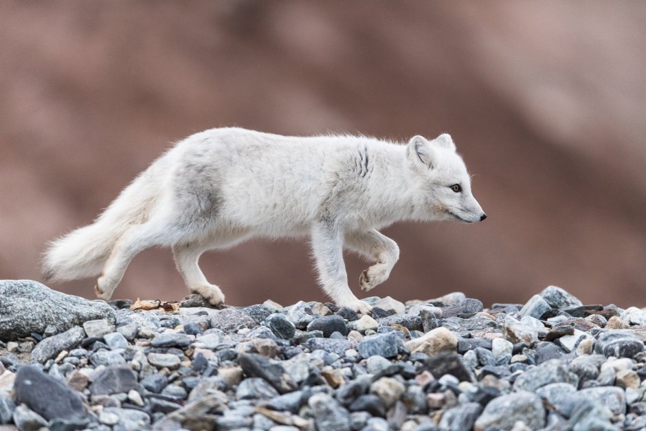 Обыкновенный песец (Полярная лисица)