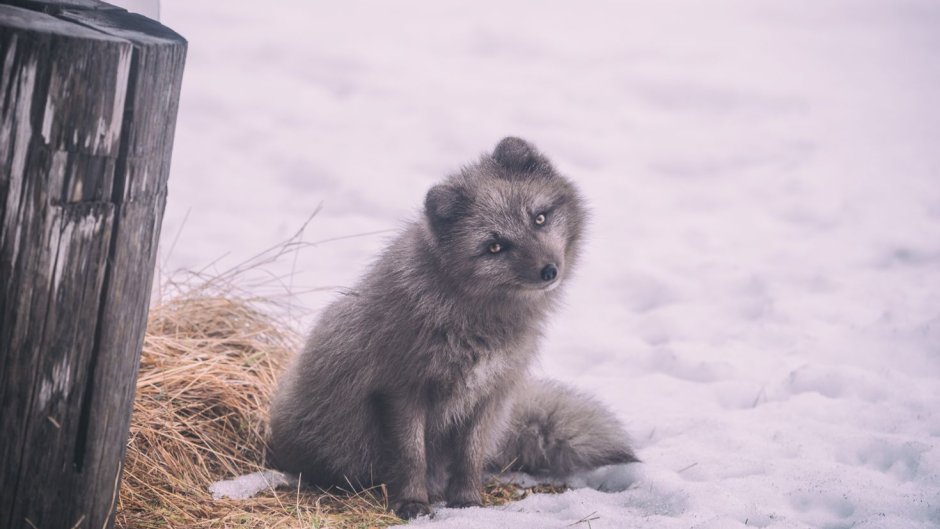 Медновский голубой песец