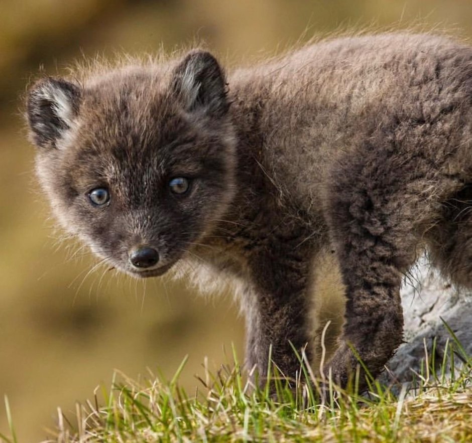 Голубой песец