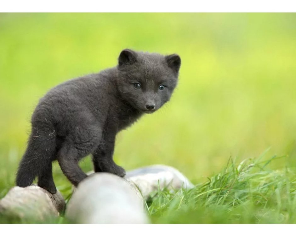 Медновский голубой песец