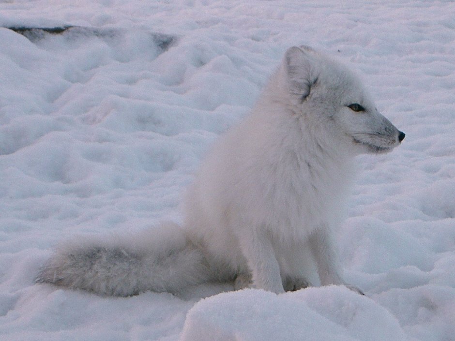 Медновский песец МУТАНТ