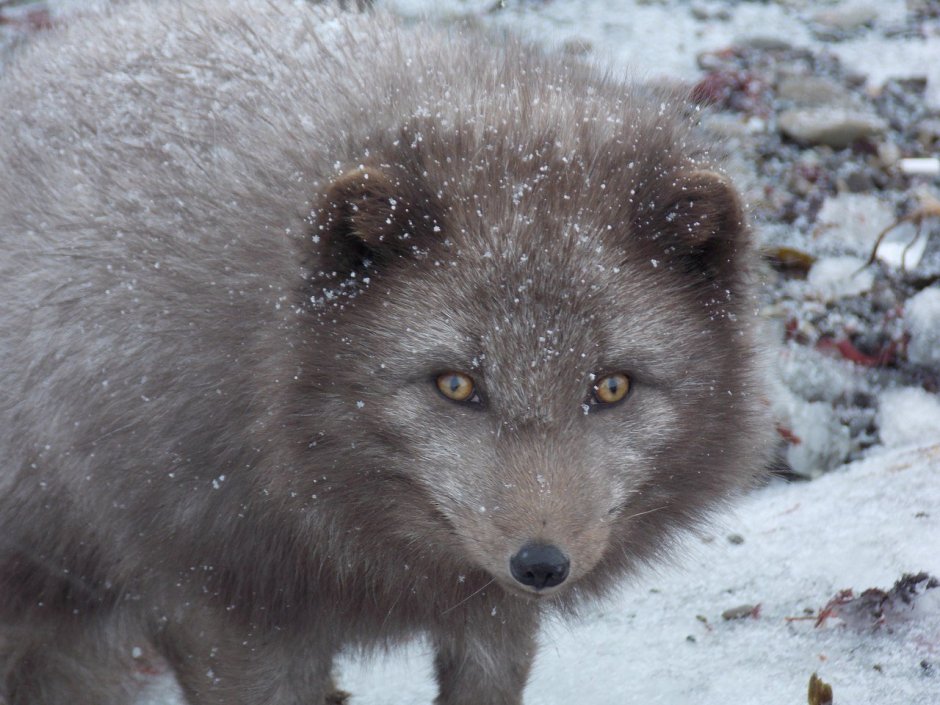 Медновский голубой песец