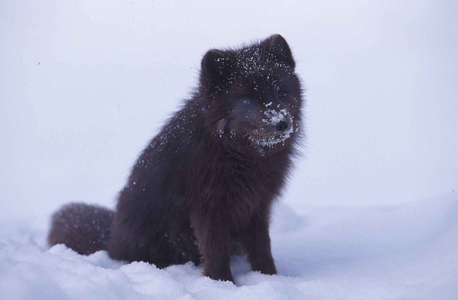 Голубой песец Детеныши