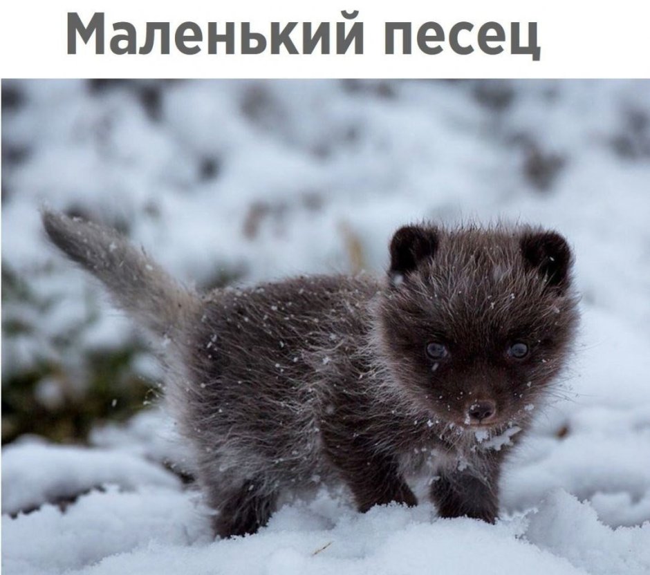 Песец красная книга