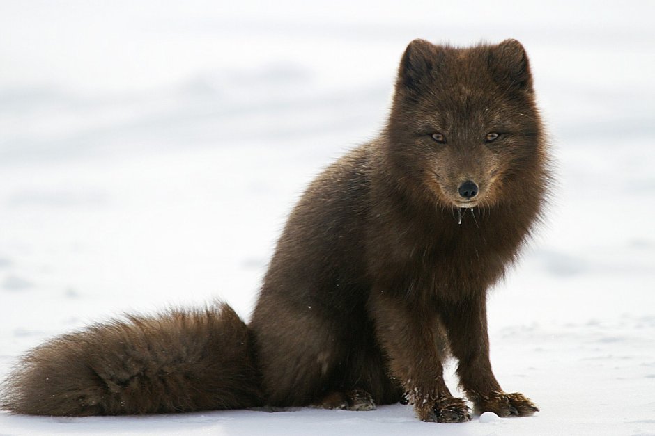 Медновский песец стая