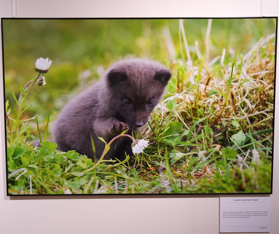 Медновский голубой песец