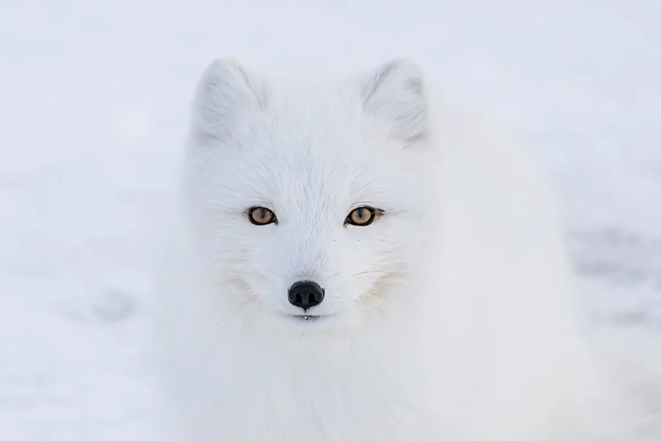 Песец Полярная лиса