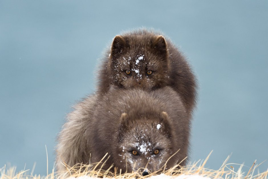 Командорский голубой песец