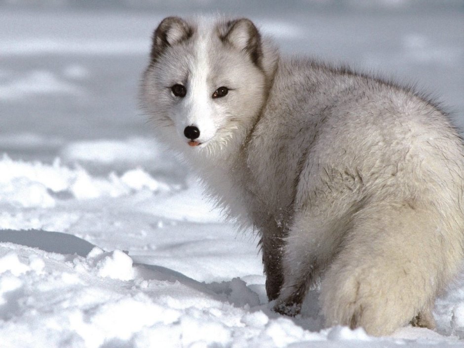 Голубой песец