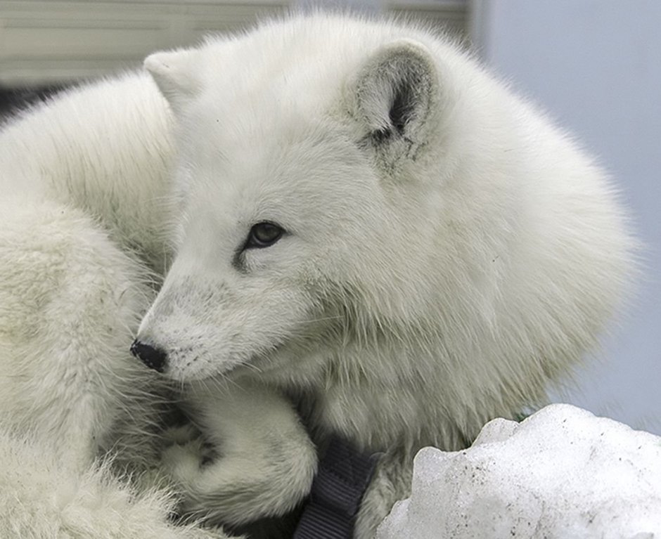 Картинки лисы