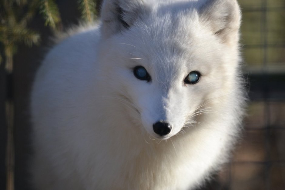 Песец фото в летней шубке