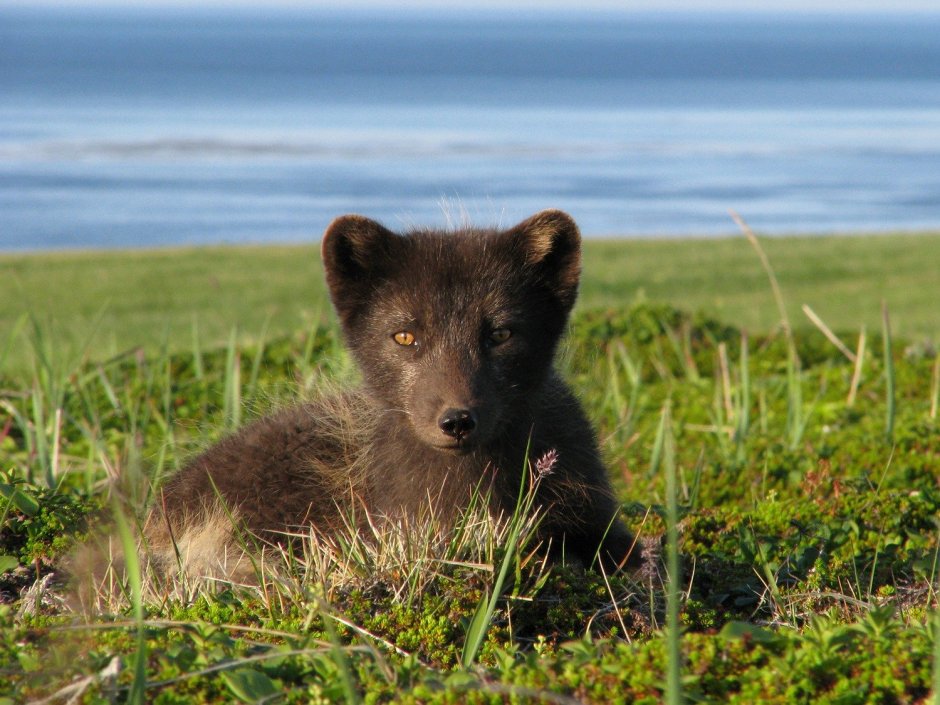 Полный песец.