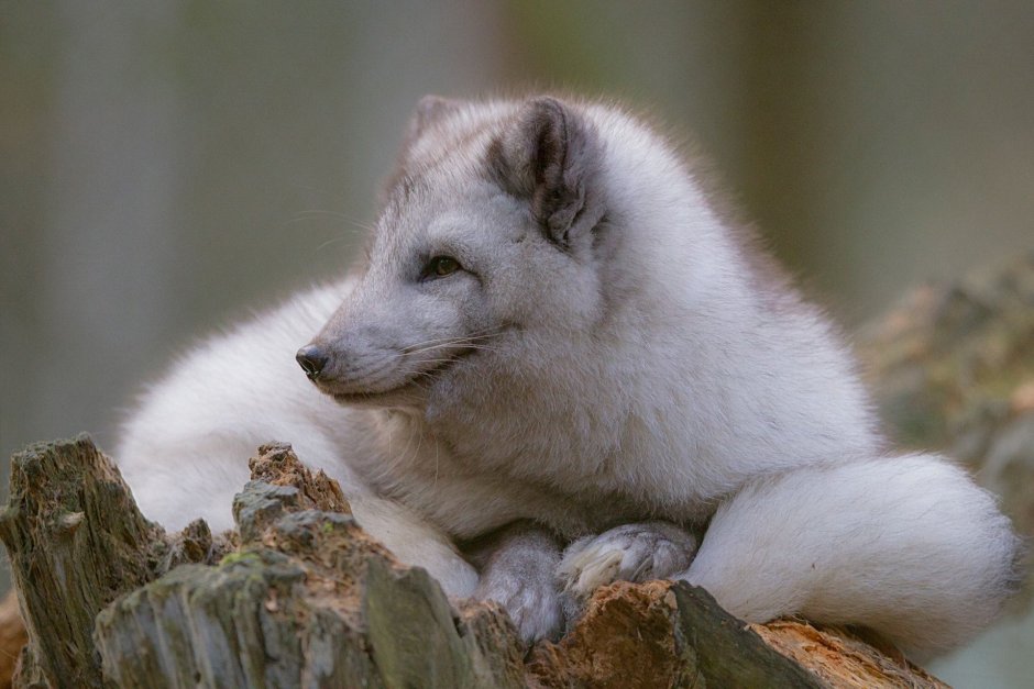 Командорский песец