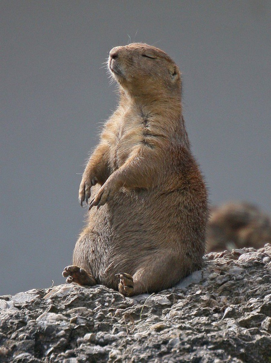 Суслик Луговая собачка Байбак