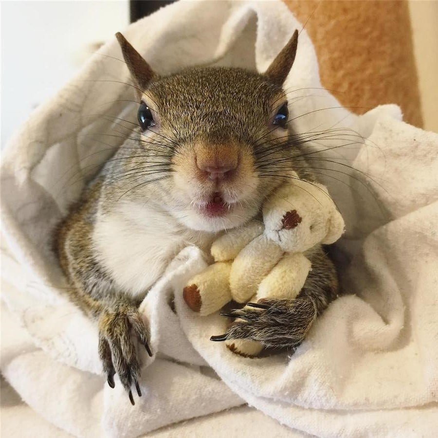 Белки домашние животные