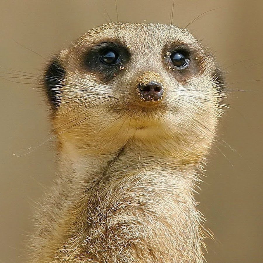 Животное похоже на суслика