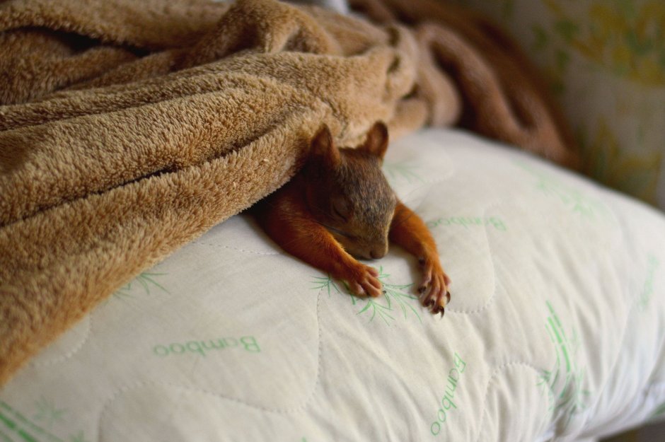 Бельчонок спит