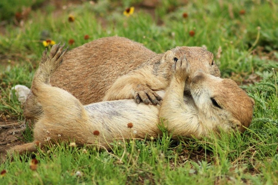 Спящие суслики