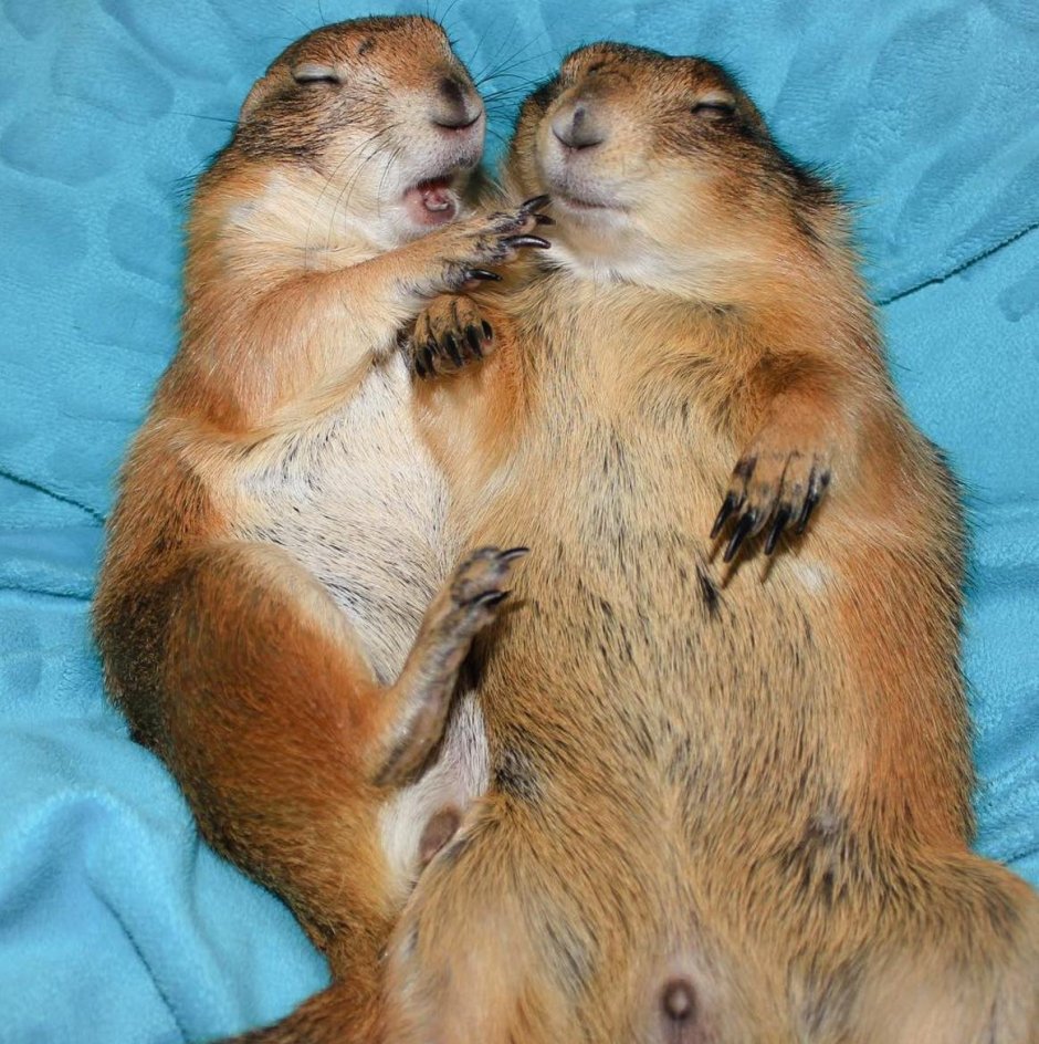 Суслик спит