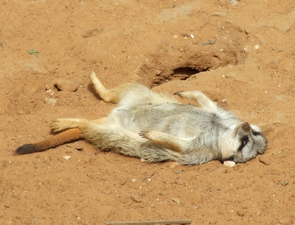 Суслик спит