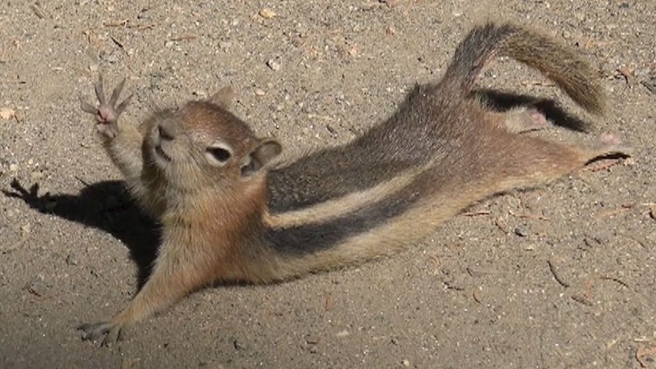 Бурундук бежит