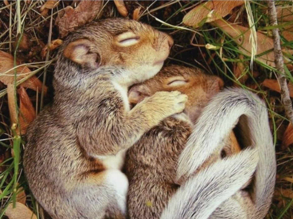 Спящие животные