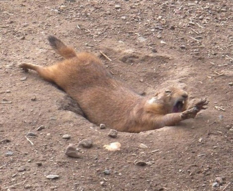 Спящий суслик