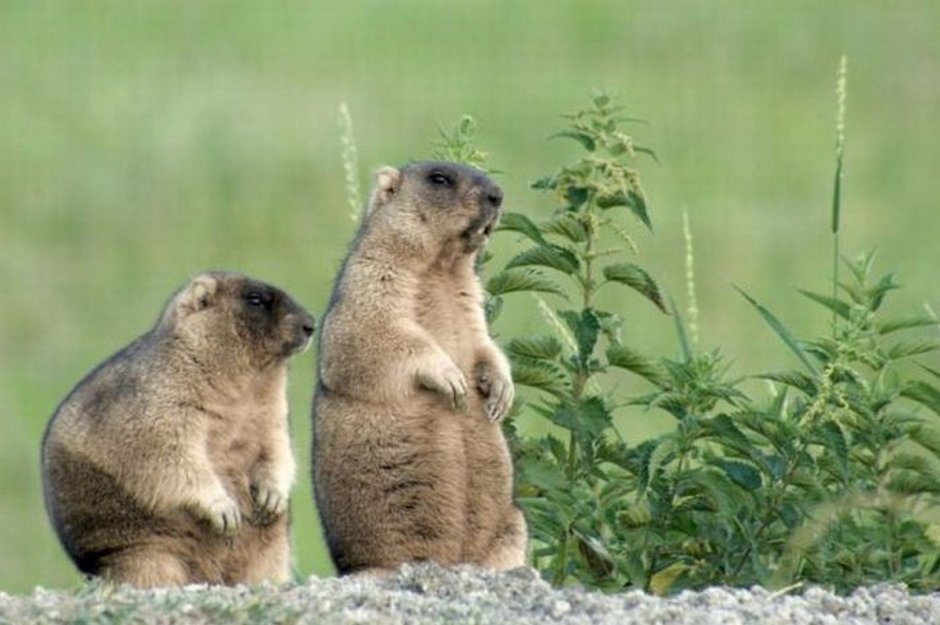 Барсук Байбак