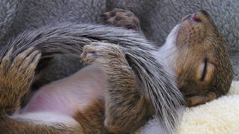 Спящие животные