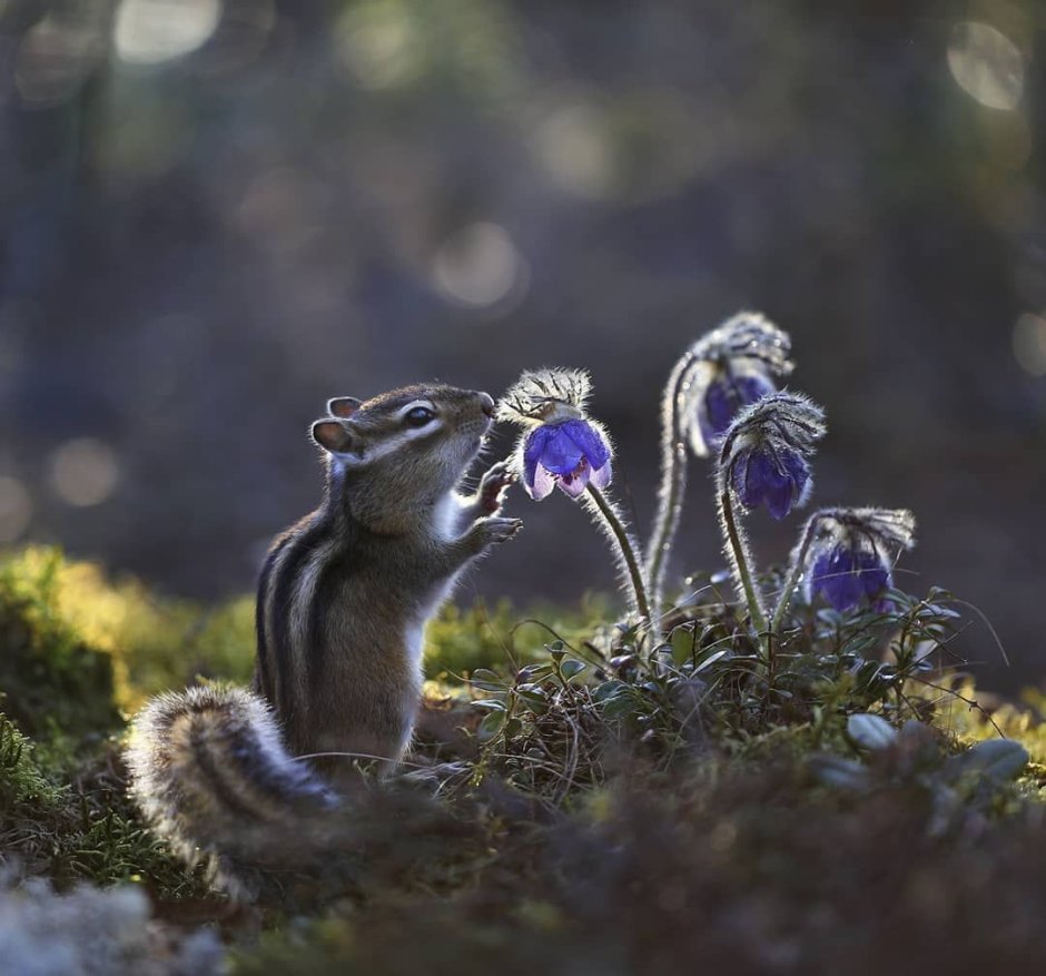 Женя Левина бурундуки
