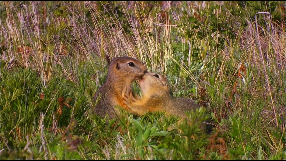 Рогатый суслик