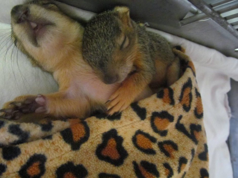 Спящие суслики