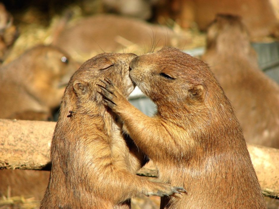 Животные обнимаются