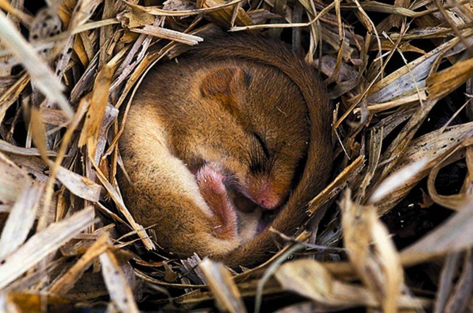 Орешниковая Соня в спячке