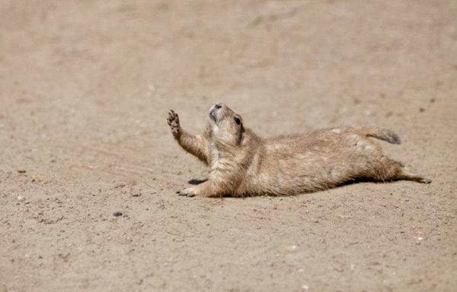 Сонный суслик