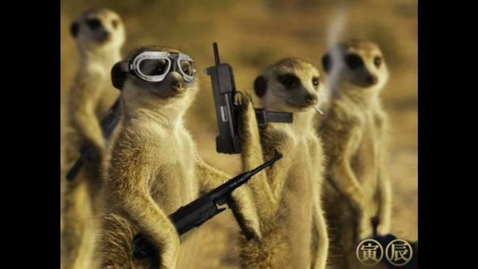 Боевой сурикат