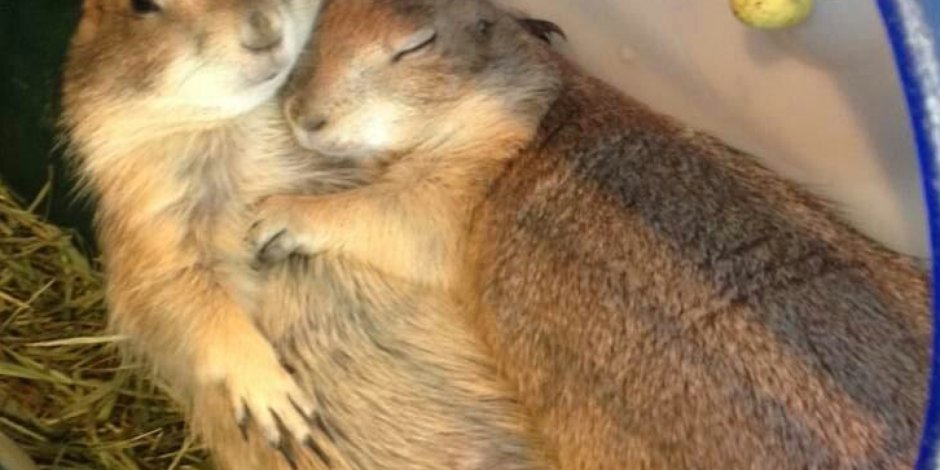 Суслик спит