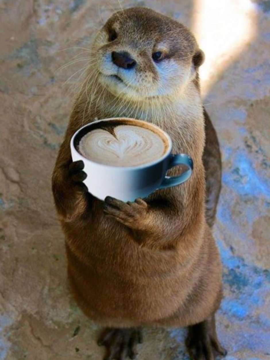 Выдра с кофе