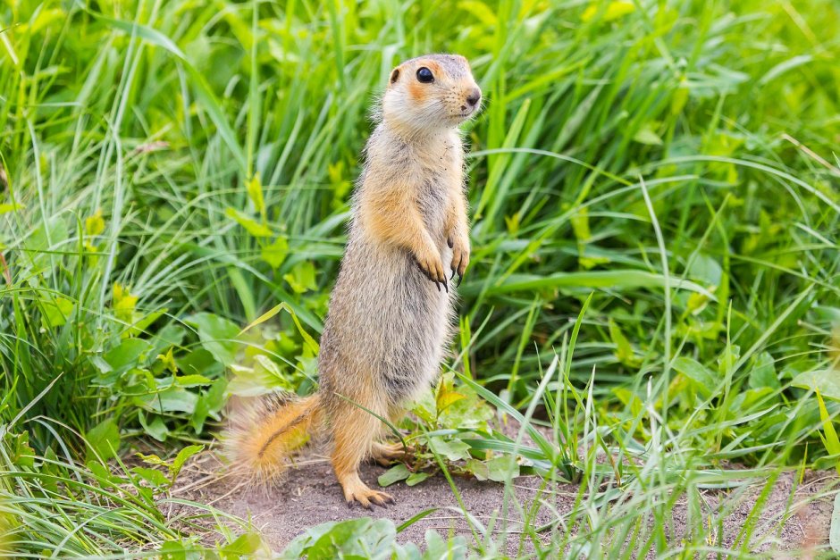 Австралийский суслик
